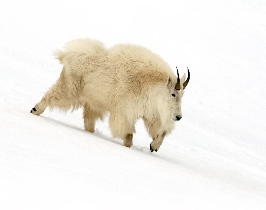Rocky Mountain Goat