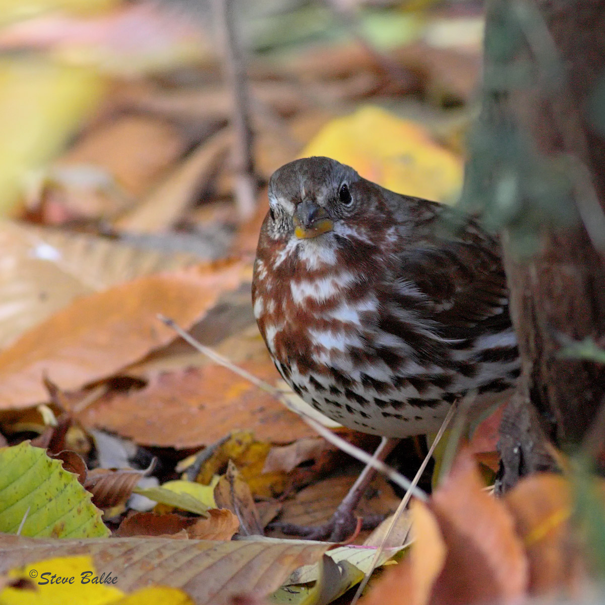 Bird Watcher (iso 4000)