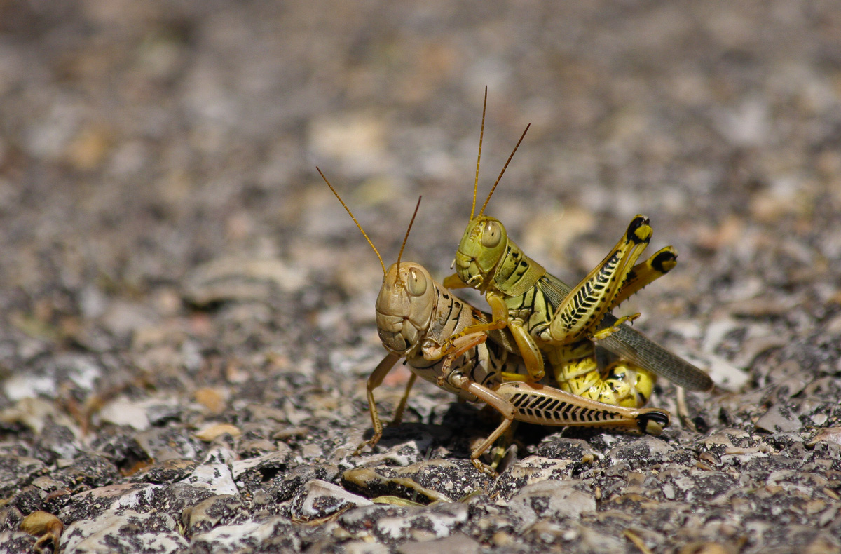 Grasshoppers