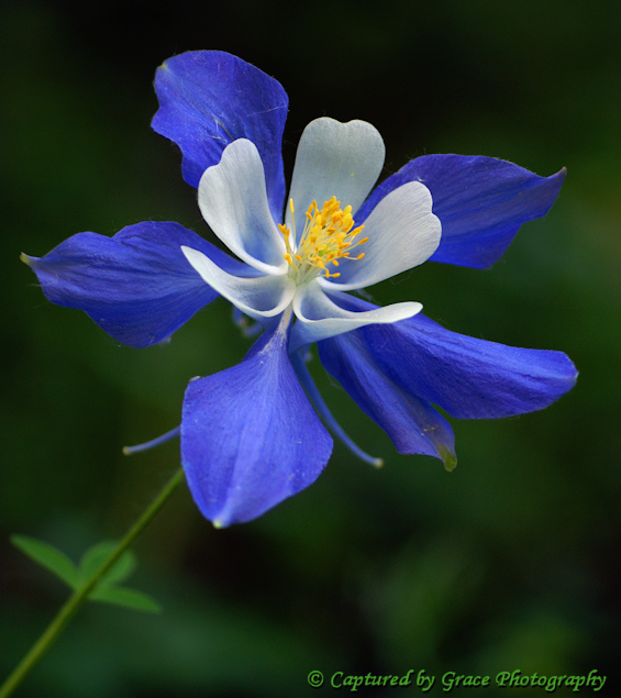 Colorado Columbine