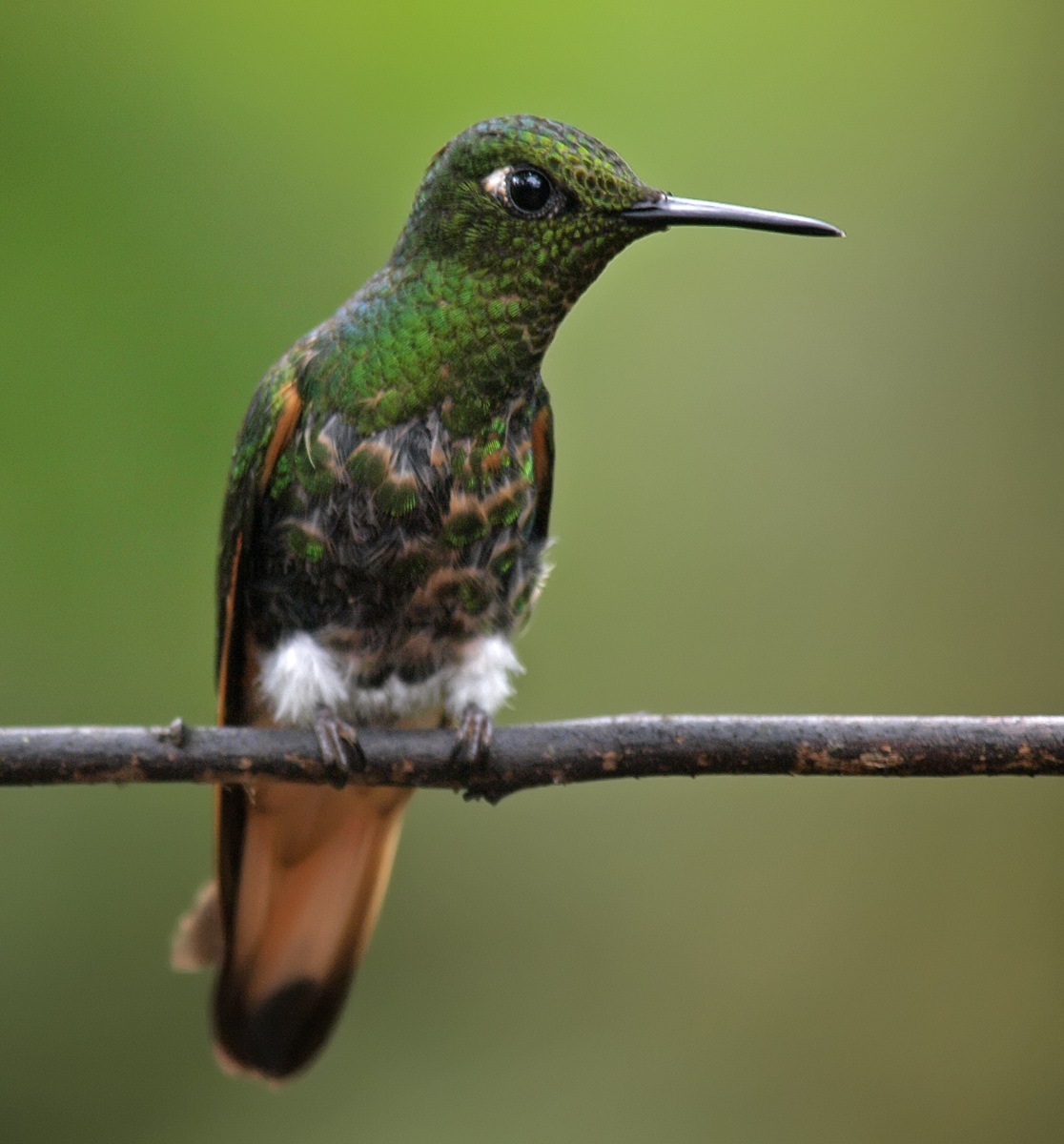 Buff-tailed Coronet