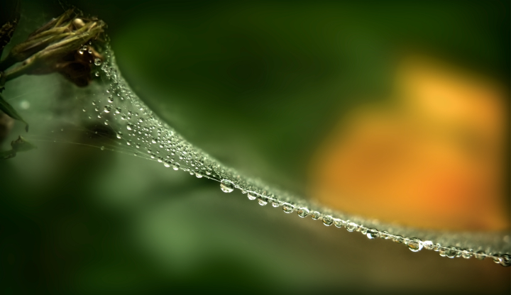 Nature Study 100