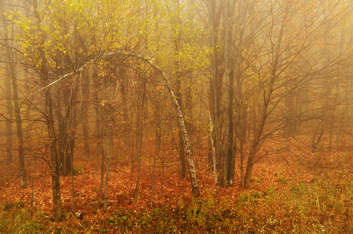 Woodland Dream