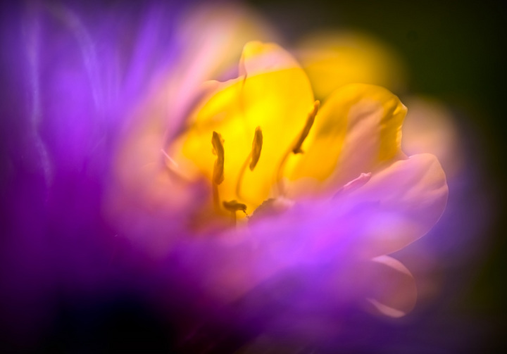 Plant Abstract 10
