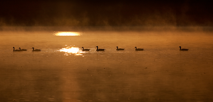 Sunrise Geese