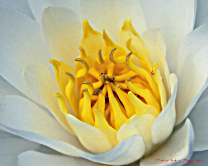 heart of a lily