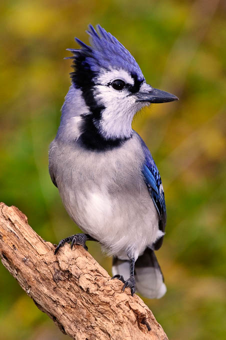 Early Fall Blue Jay