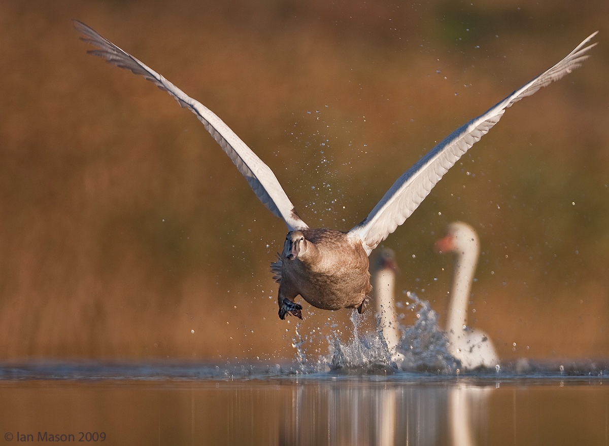 Flying Lessons