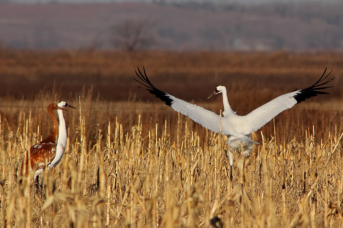 Whooping Cranes