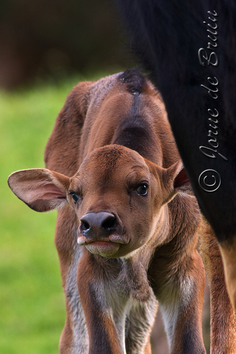 (c) Newborn Curiosity