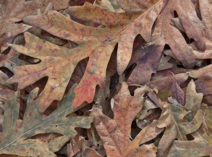 Fallen Oaks