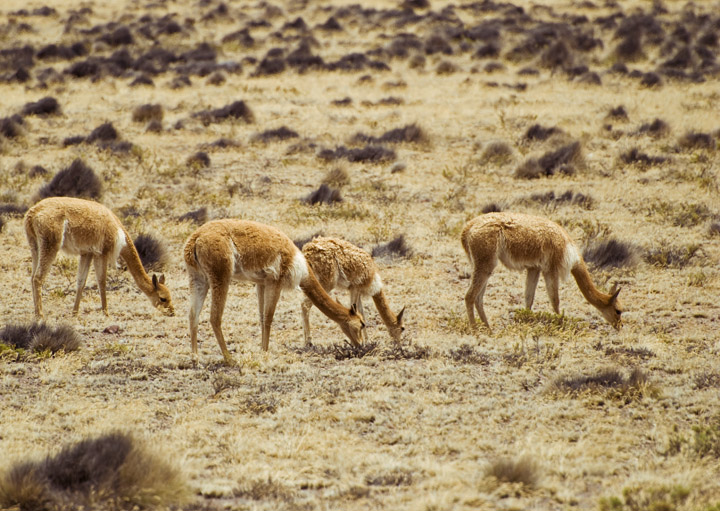 Grazing Vicuña