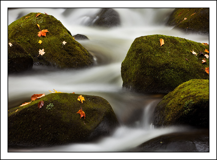 Gathering Moss