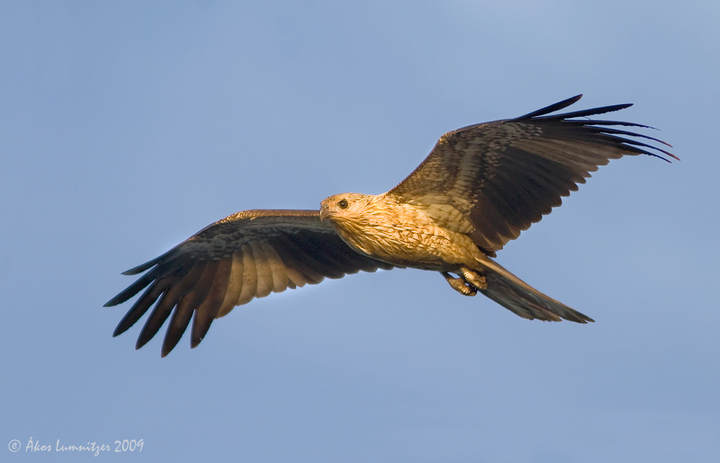 Whistling Kite