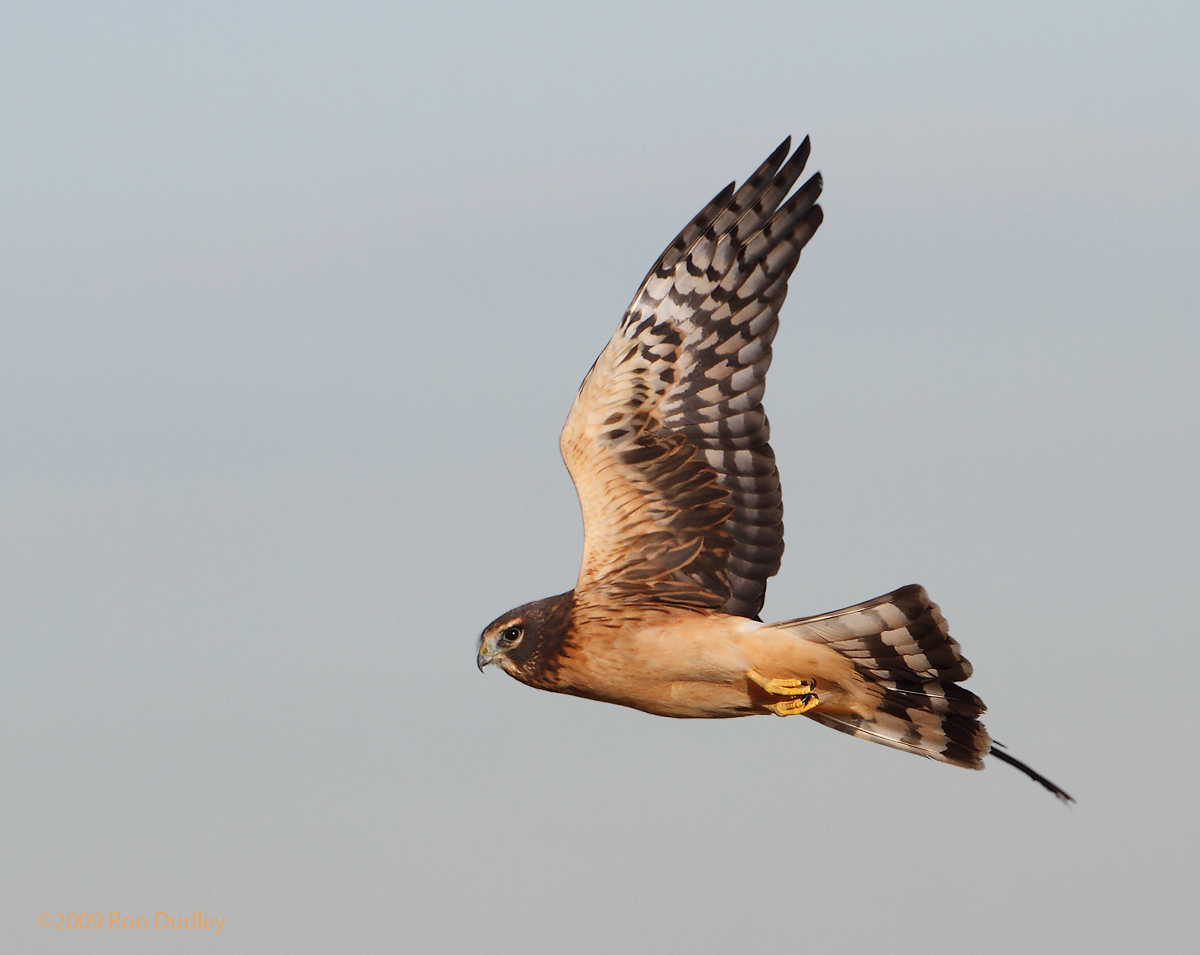 Northern Harrier