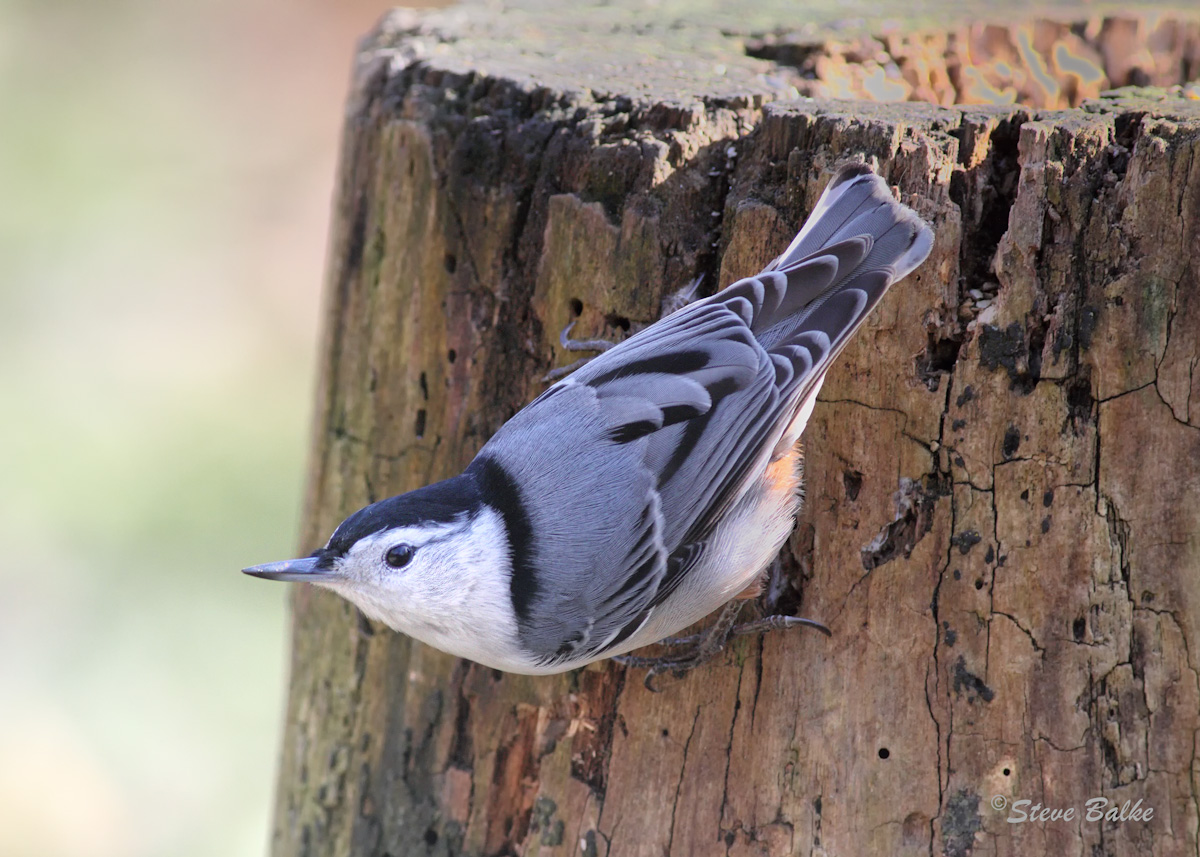 Nuthatch+Repost