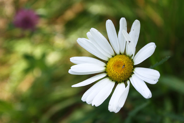 Lone Daisy