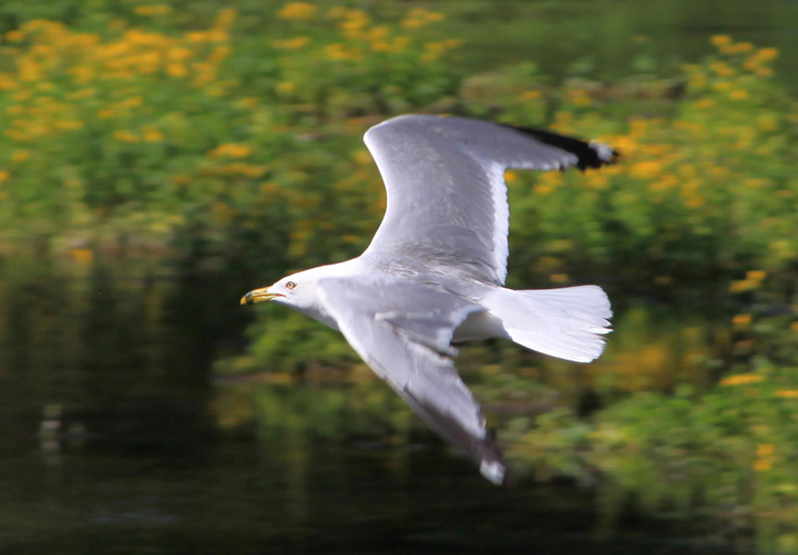 Gull at Big Springs