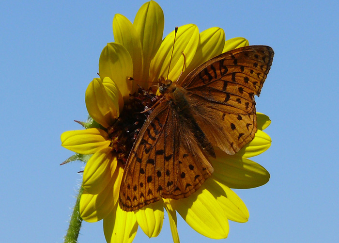 Sunflower and Butterfly
