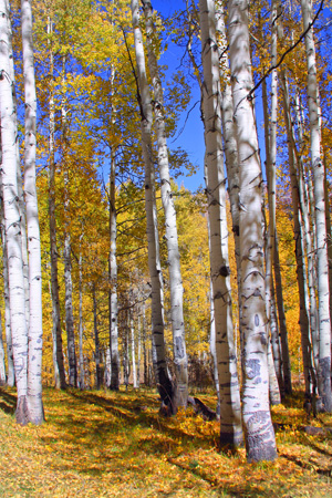 Golden Leaves