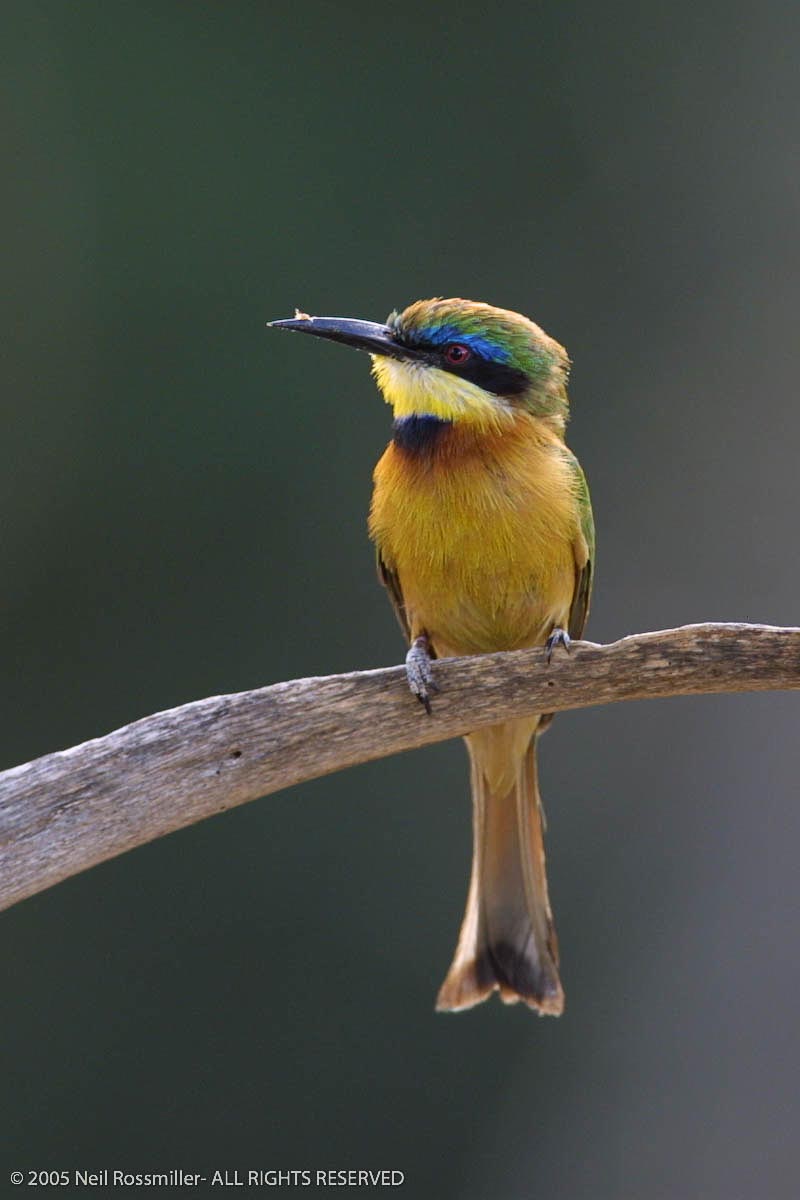 Little Bee-Eater