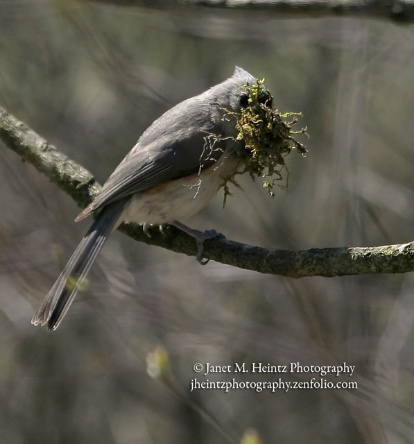 Tufted Titmouse