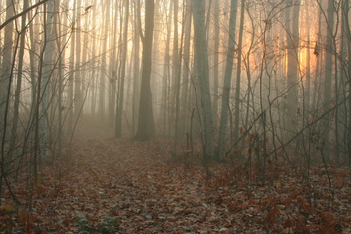 Foggy Morning