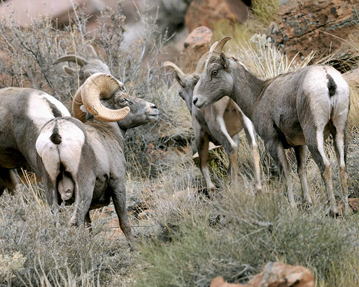 Desert Big Horn Sheep