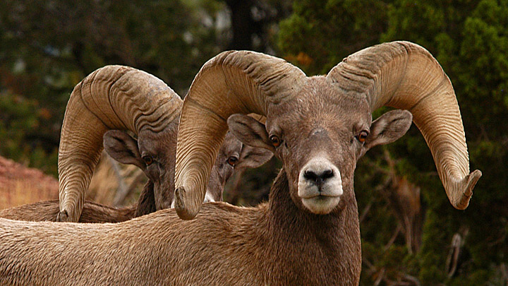 Bighorn Sheep DoubleTake