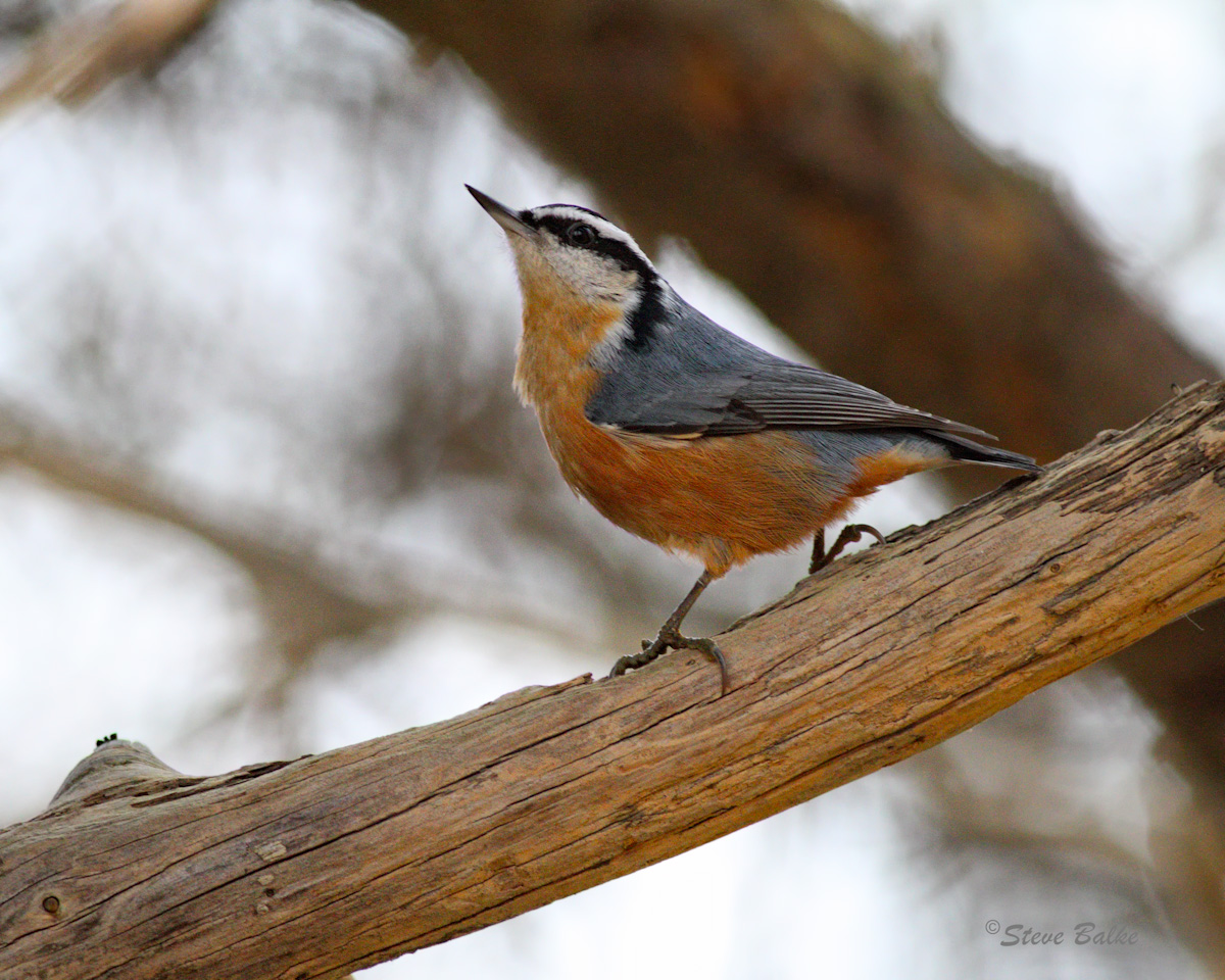 Red-breasted Nuthatch