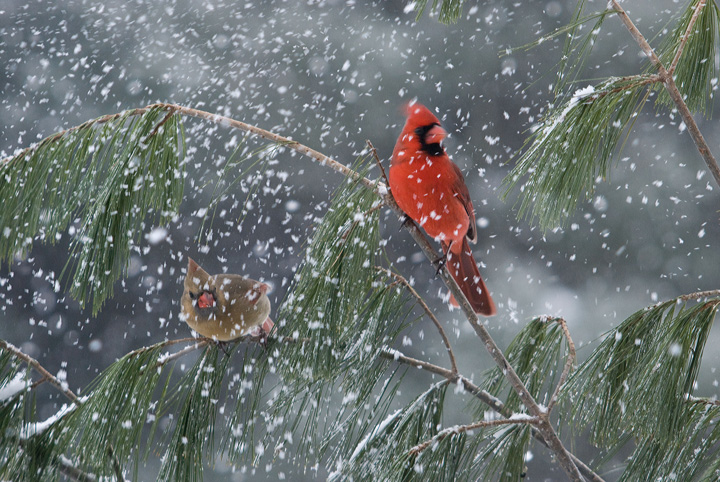 It's Snowing