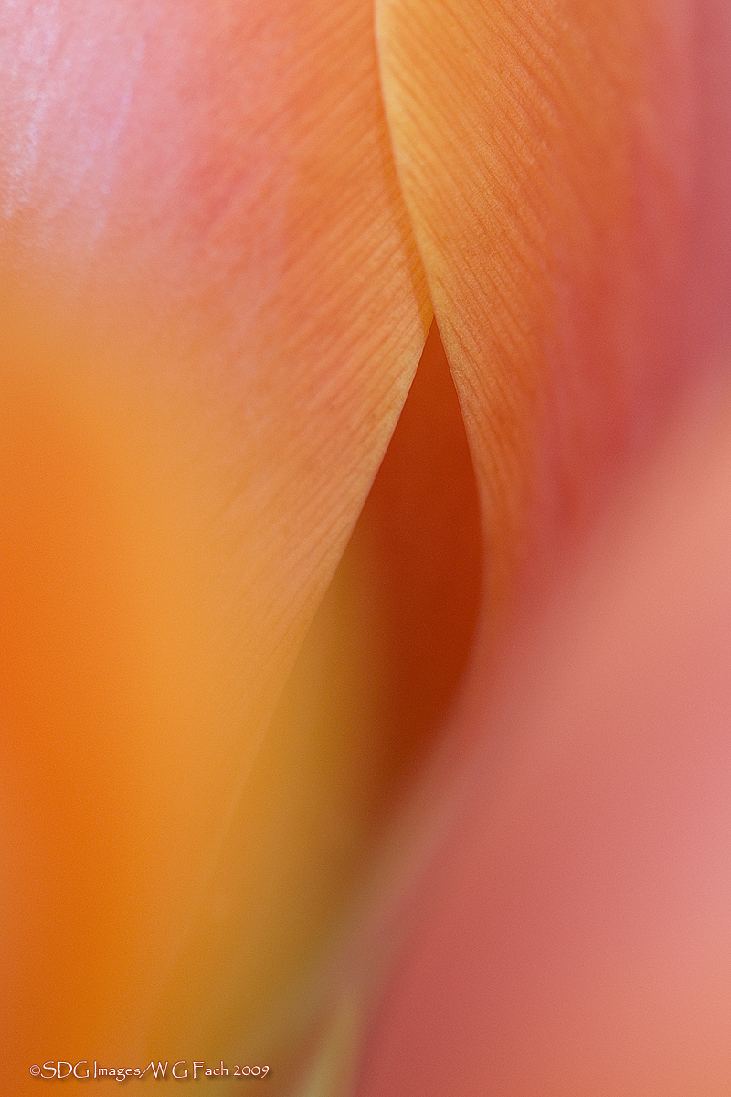 Soft Portal