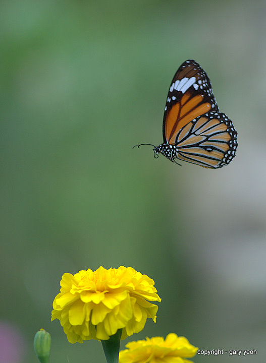 Rise of the Monarch