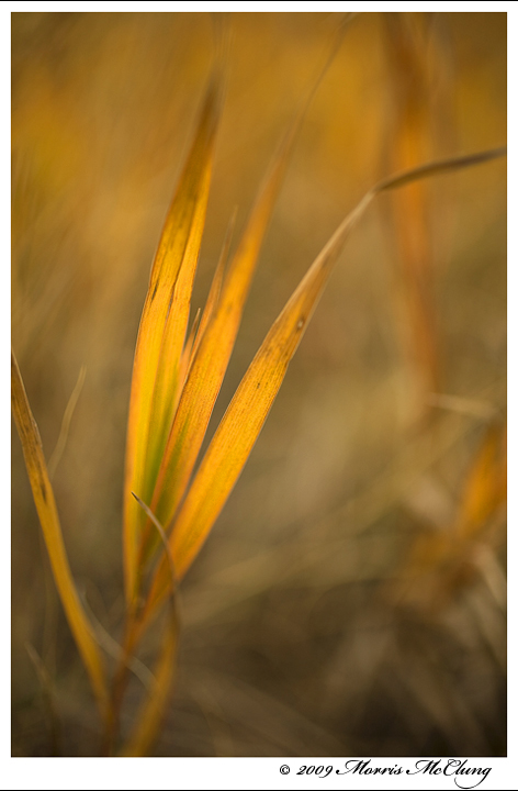 Autumn Grass