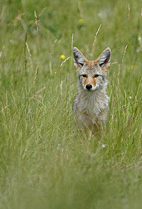 Coyote Pup