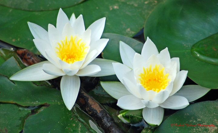 para-lily