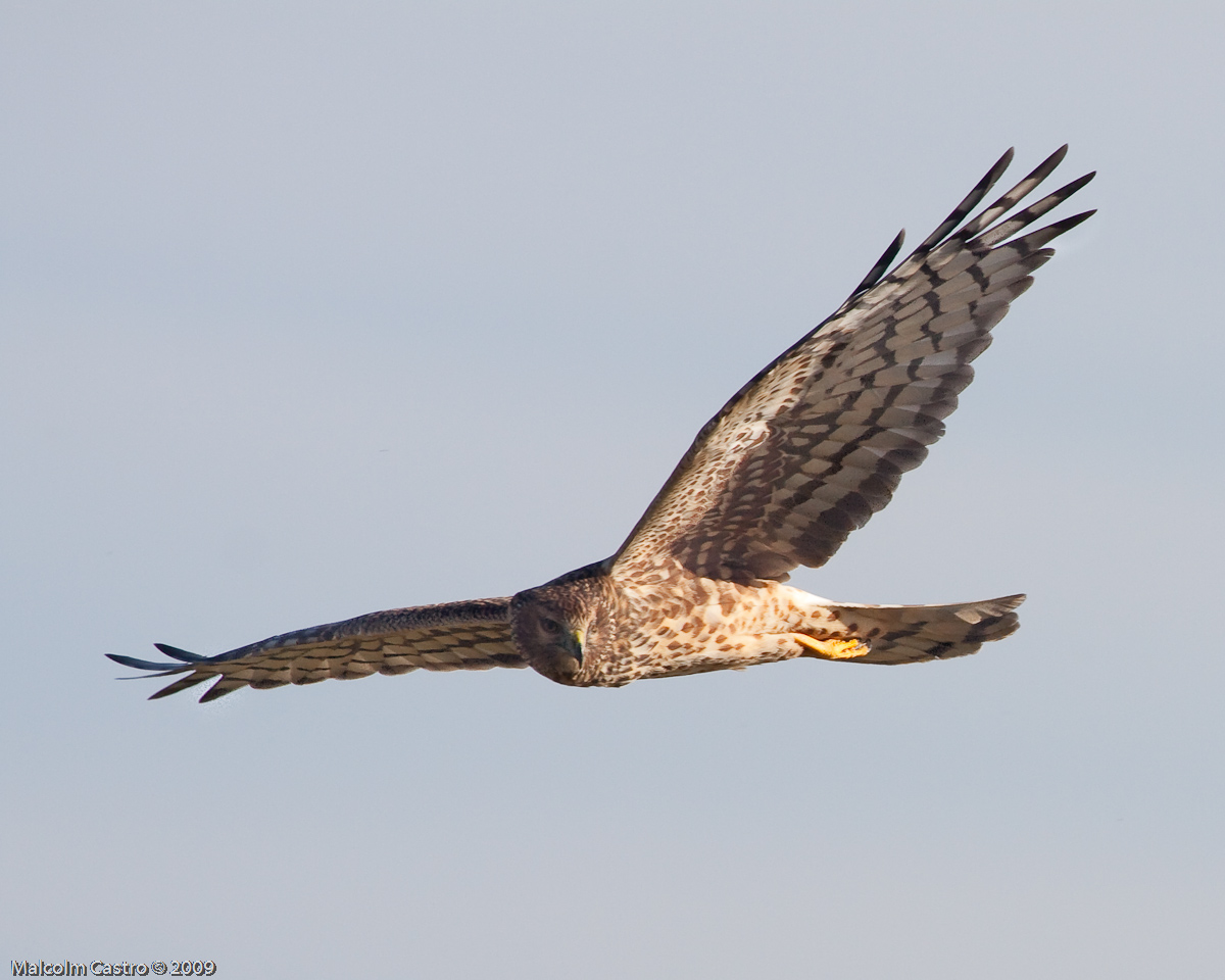 Northern Harrier