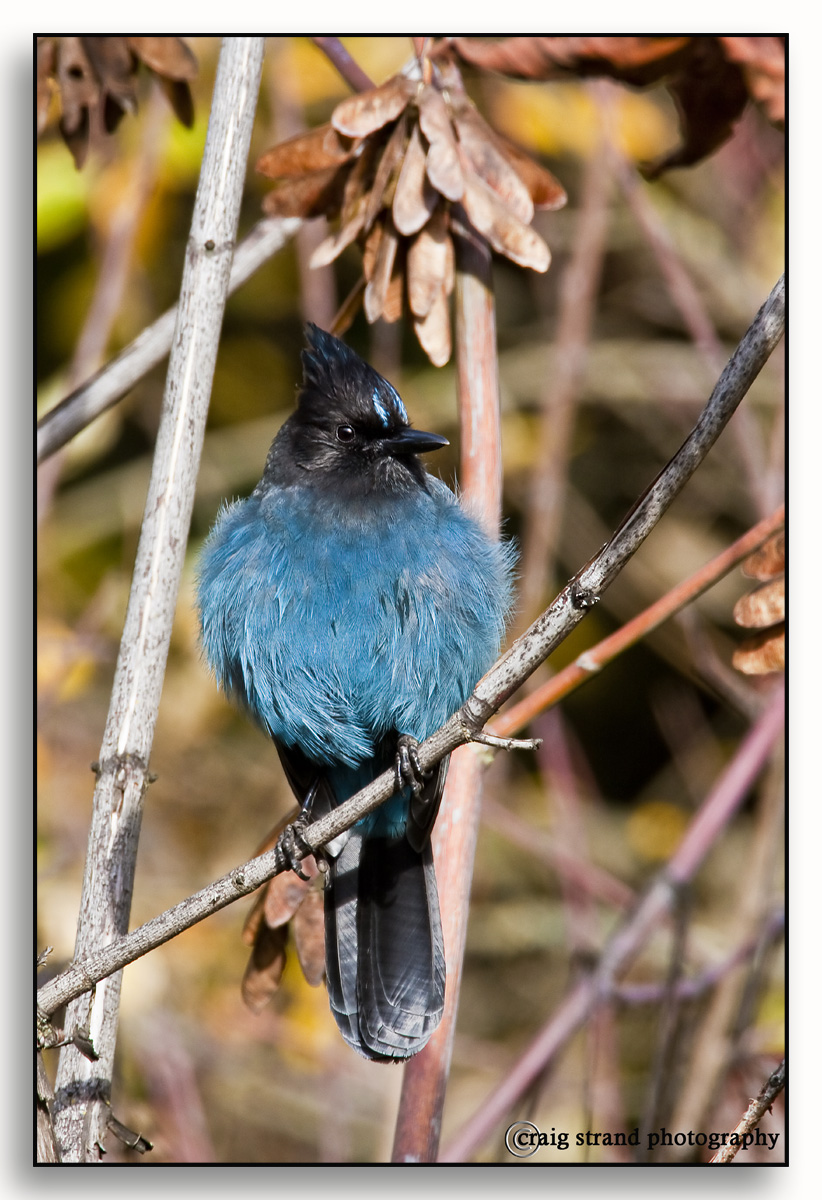 Steller's Jay