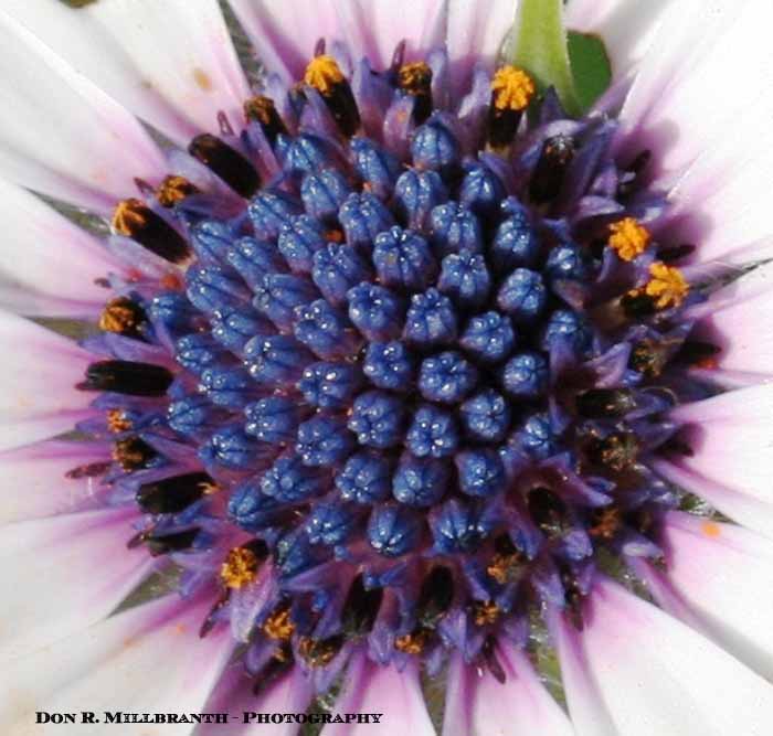 African Daisy "Eye"
