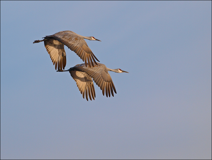 Sandhill Synchronicity