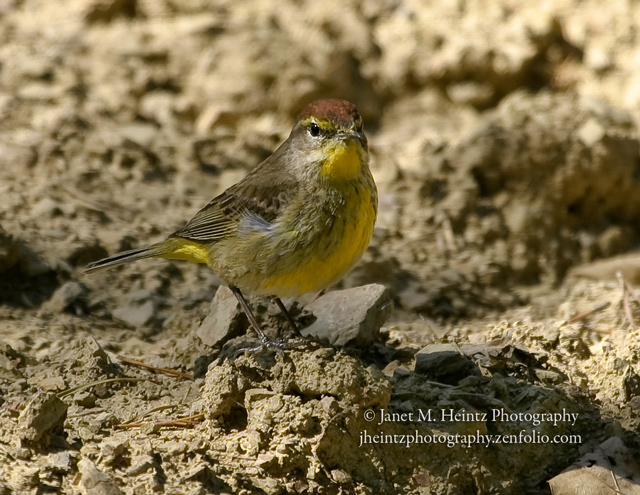 Palm Warbler