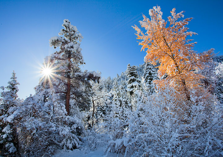Fall Greets Winter WC407