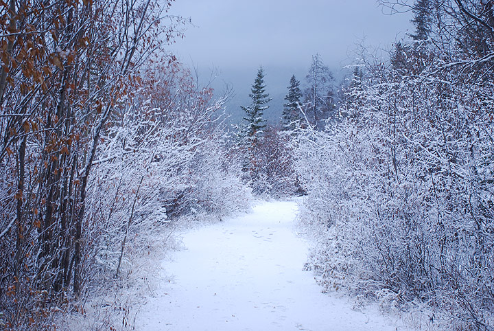 Snow Dusting