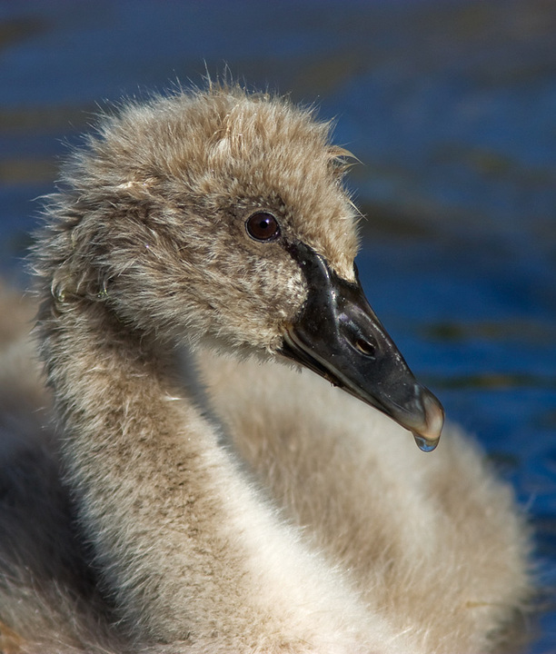 Black Swan cygnet