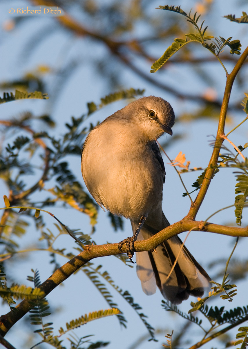 Northern Mockingbird
