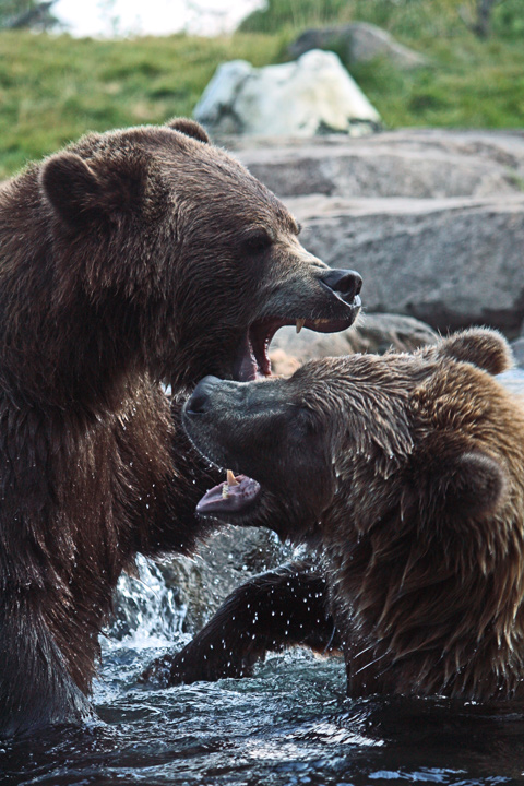 Bear dispute