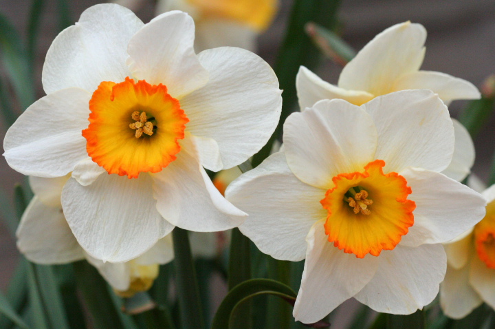 Daffodils