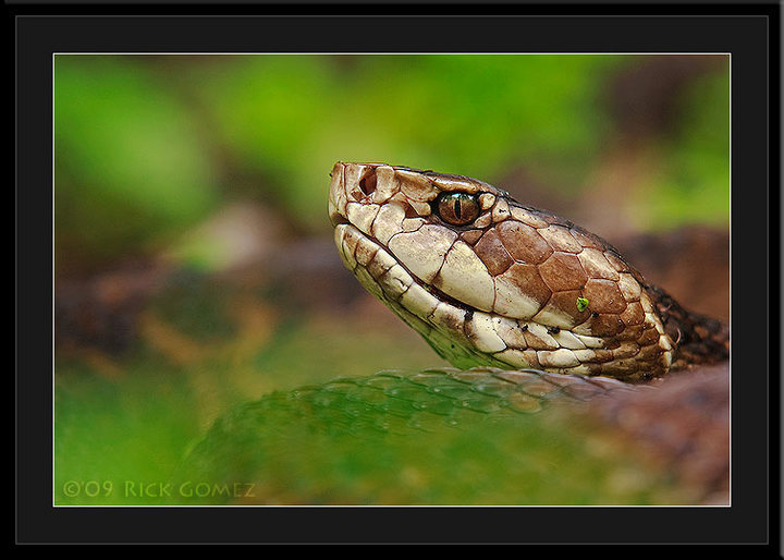 Fakahatchee Cottonmouth