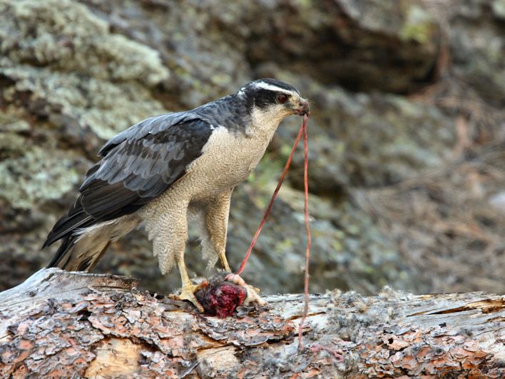 Feeding Goshawk