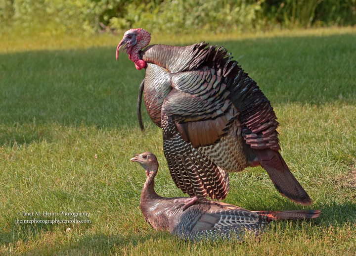 Wild Turkey's Mating